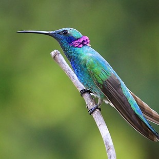 //www.wikiaves.com.br/1488439&tm=f&t=s&s=10616&o=mp&o=mp)